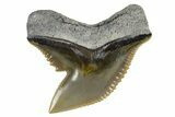 Fossil Tiger Shark (Galeocerdo) Tooth - Bone Valley, Florida #299495-1